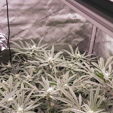 Trichome Orchards growlog timeline photo
