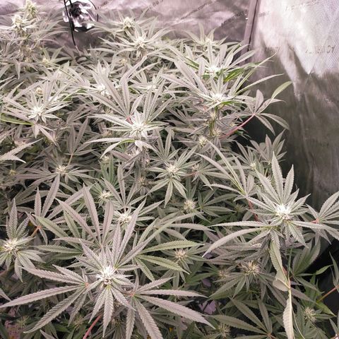 Trichome Orchards growlog timeline photo