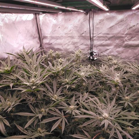 Trichome Orchards growlog timeline photo