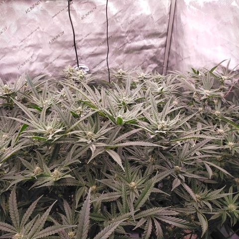 Trichome Orchards growlog timeline photo