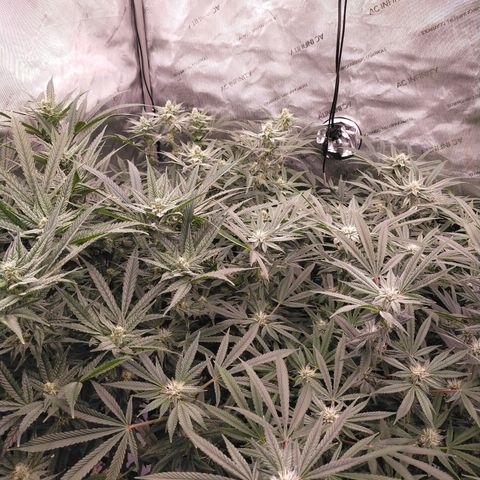 Trichome Orchards growlog timeline photo