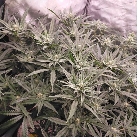 Trichome Orchards growlog timeline photo