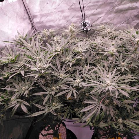 Trichome Orchards growlog timeline photo