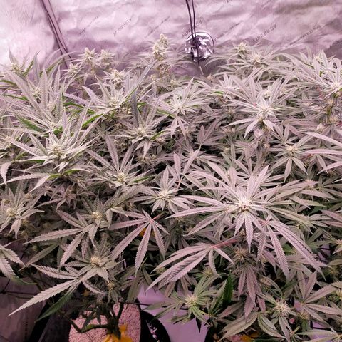 Trichome Orchards growlog timeline photo
