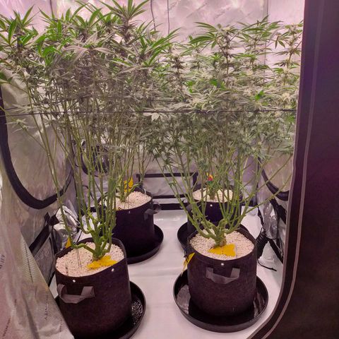 Trichome Orchards growlog timeline photo