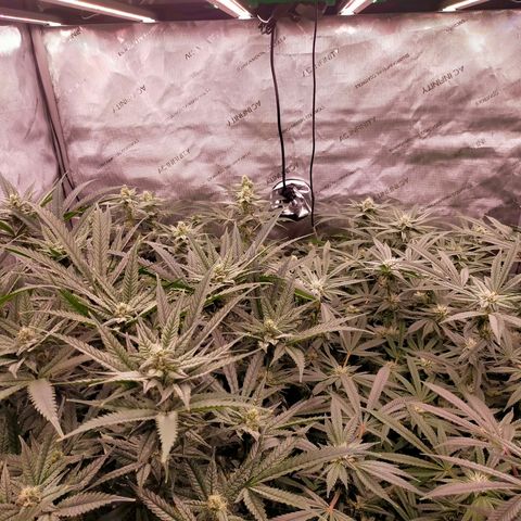 Trichome Orchards growlog timeline photo