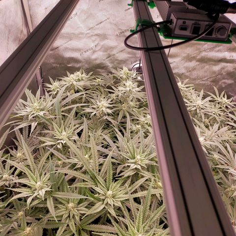 Trichome Orchards growlog timeline photo