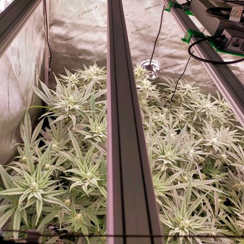 Trichome Orchards growlog timeline photo