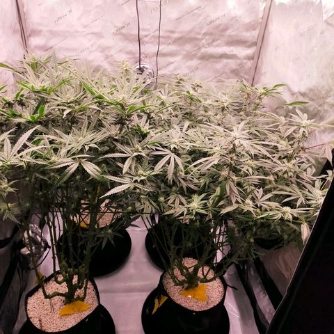 Trichome Orchards growlog timeline photo