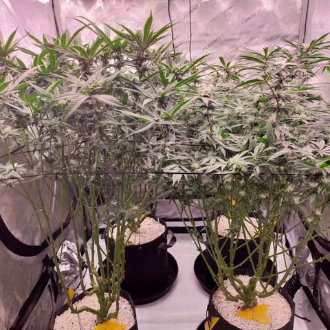 Trichome Orchards growlog timeline photo