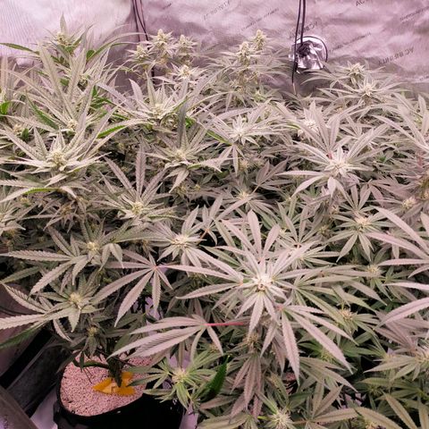 Trichome Orchards growlog timeline photo