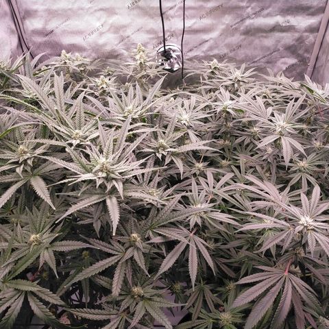 Trichome Orchards growlog timeline photo