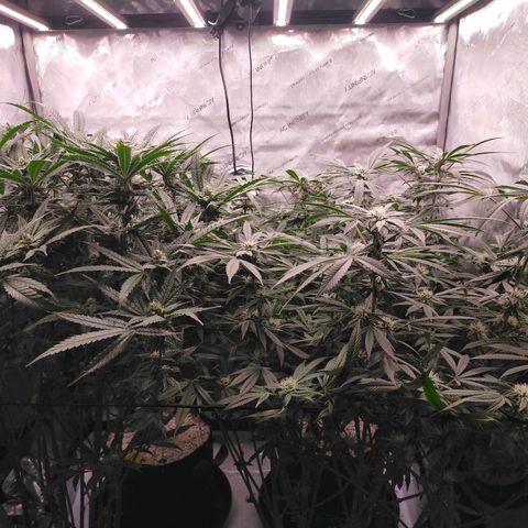 Trichome Orchards growlog timeline photo