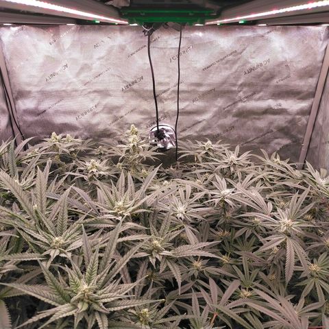 Trichome Orchards growlog timeline photo