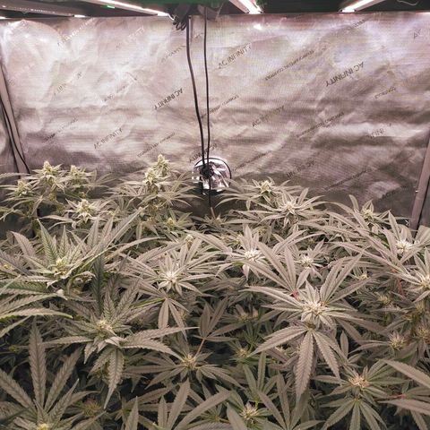 Trichome Orchards growlog timeline photo