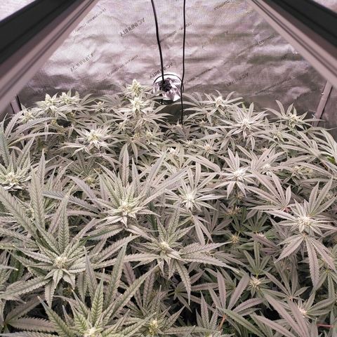 Trichome Orchards growlog timeline photo