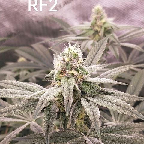 Trichome Orchards growlog timeline photo