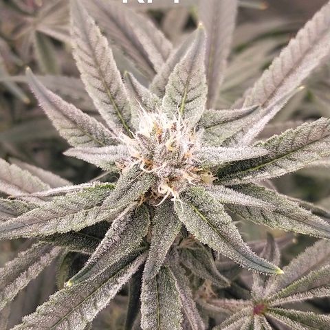 Trichome Orchards growlog timeline photo
