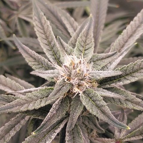 Trichome Orchards growlog timeline photo