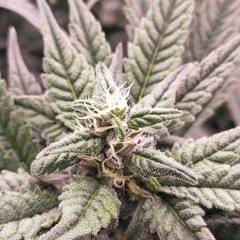 Trichome Orchards growlog timeline photo