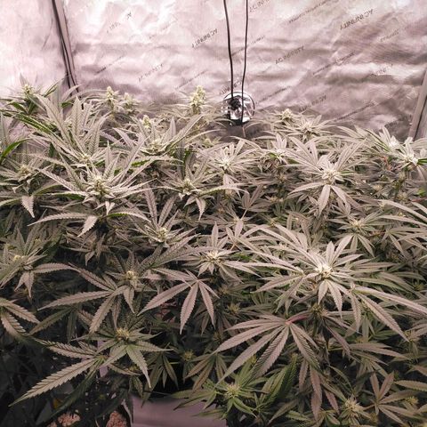 Trichome Orchards growlog timeline photo