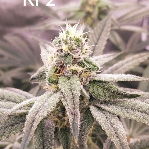 Trichome Orchards growlog timeline photo