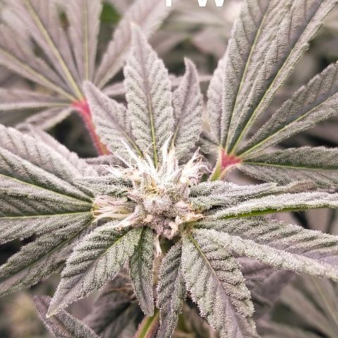 Trichome Orchards growlog timeline photo