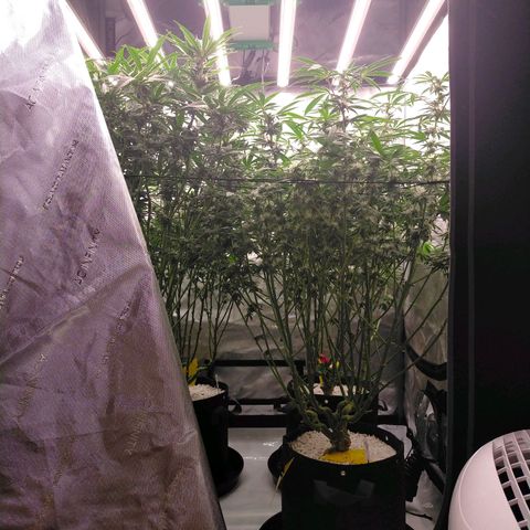 Trichome Orchards growlog timeline photo