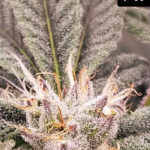 Trichome Orchards growlog photo: Day 37?
