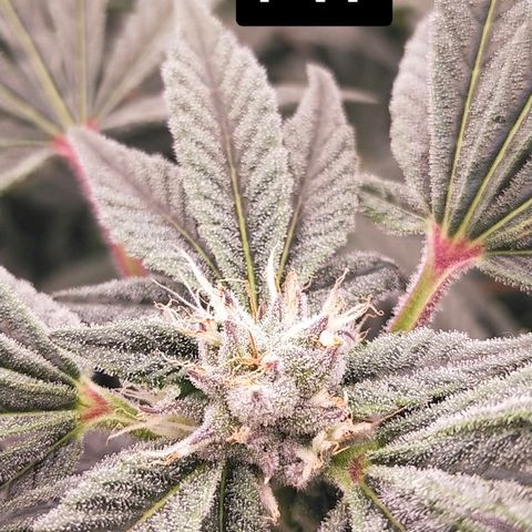 Trichome Orchards growlog photo: Day 37?