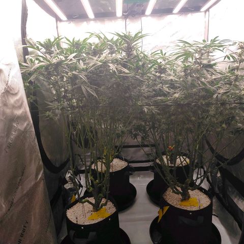 Trichome Orchards growlog photo: Day 37?