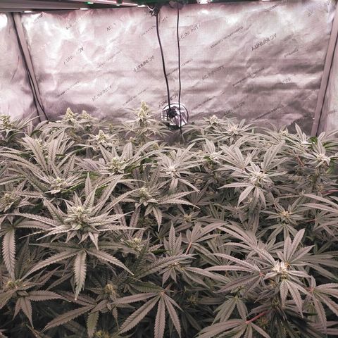 Trichome Orchards growlog photo: Day 37?