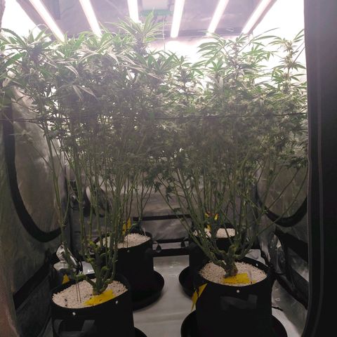 Trichome Orchards growlog photo: Day 37?