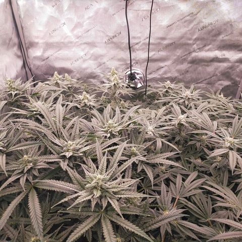 Trichome Orchards growlog photo: Day 37?