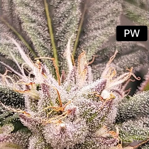 Trichome Orchards growlog photo: Day 37?