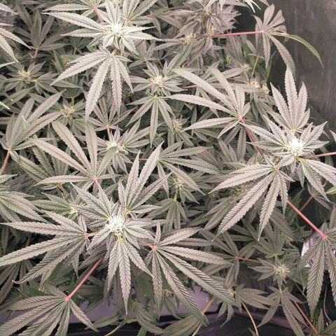 Trichome Orchards growlog photo: Day37?