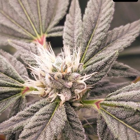 Trichome Orchards growlog photo: Day37?