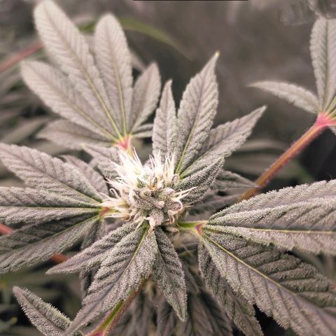 Trichome Orchards growlog photo: Day37?