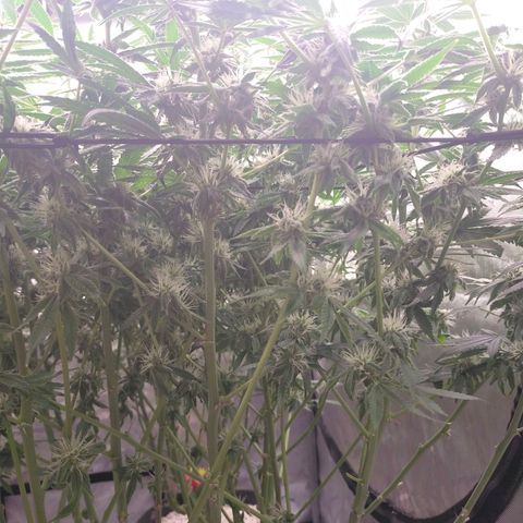 Trichome Orchards growlog photo: Day37?