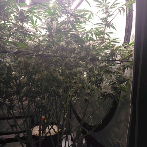 Trichome Orchards growlog photo: Day37?