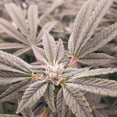 Trichome Orchards growlog photo: Day 37?