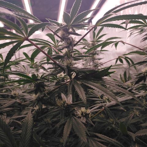 Trichome Orchards growlog photo: Day37?