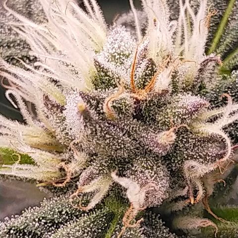 Trichome Orchards growlog photo: Day37?