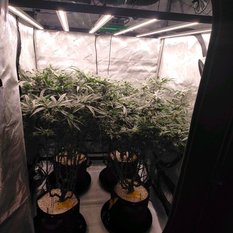 Trichome Orchards growlog photo: Day 37?