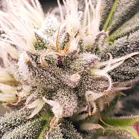 Trichome Orchards growlog photo: Day37?