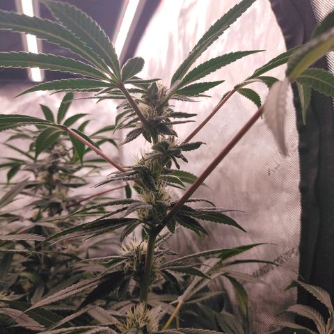 Trichome Orchards growlog photo: Day37?