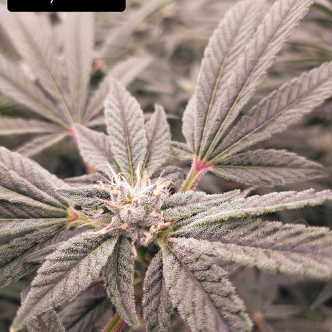 Trichome Orchards growlog photo: Day 37?