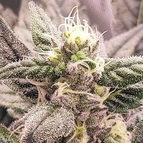 Trichome Orchards growlog photo: Day 37?