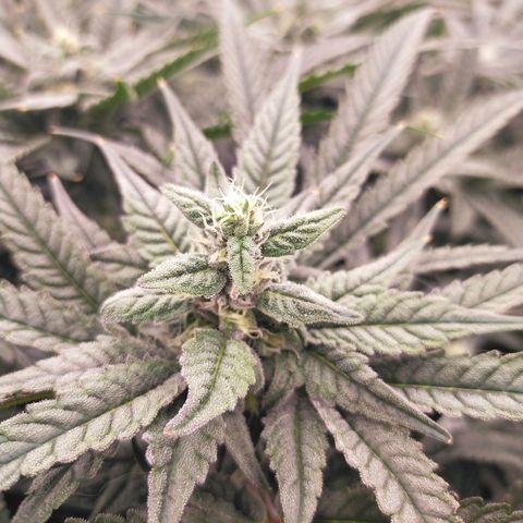 Trichome Orchards growlog photo: Day 37?