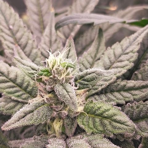 Trichome Orchards growlog photo: Day 37?